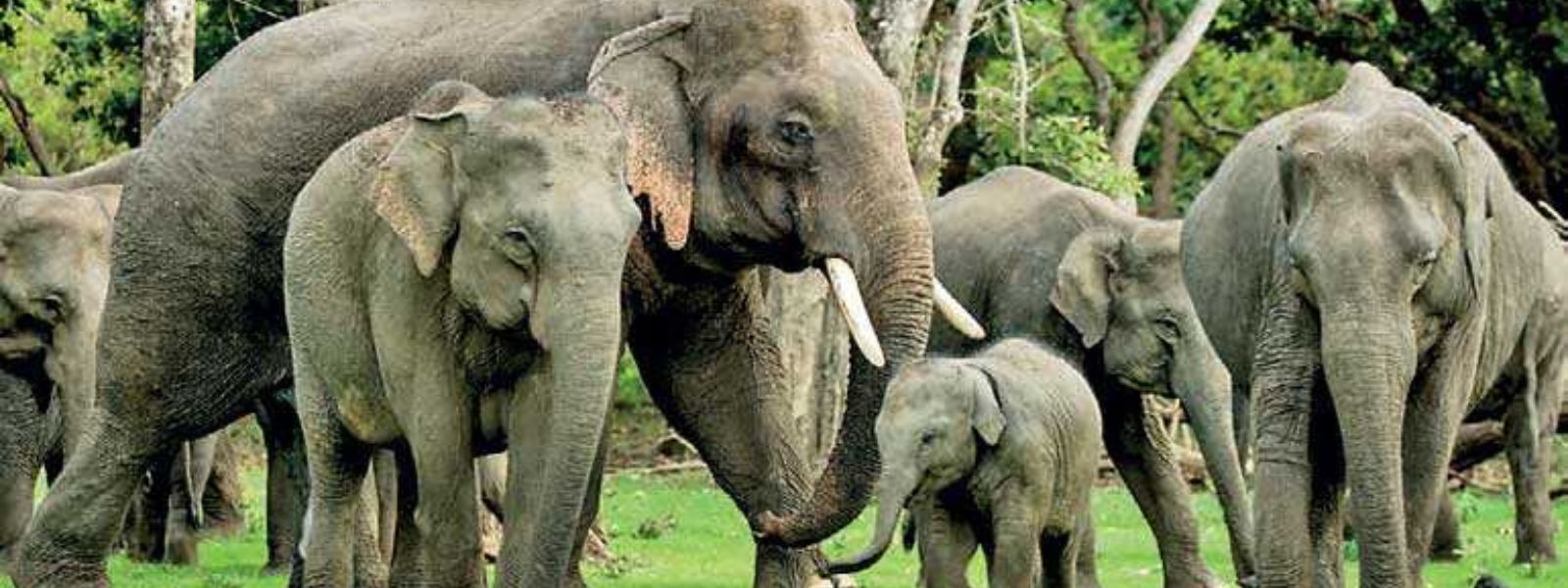 Food& Water Access For Elephants in National Parks